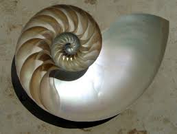 La sucesión Fibonacci alberga muchos secretos para el entendimiento del universo.